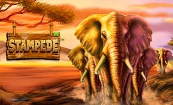 Stampede